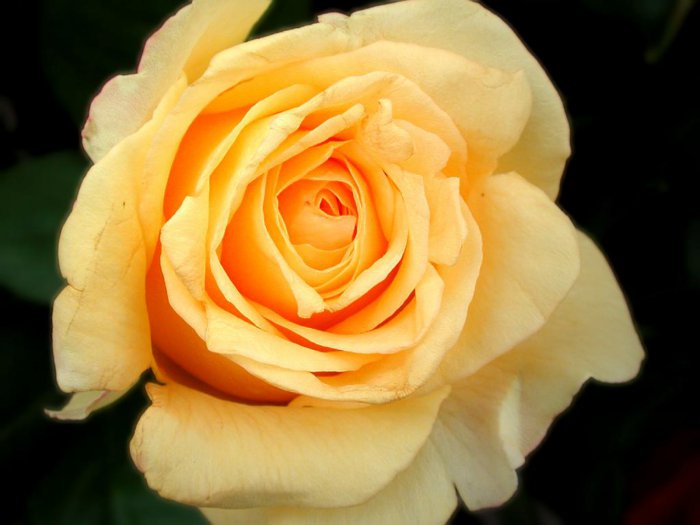 Обои на рабочий стол / HQ Wallpapers Beautiful Flowers