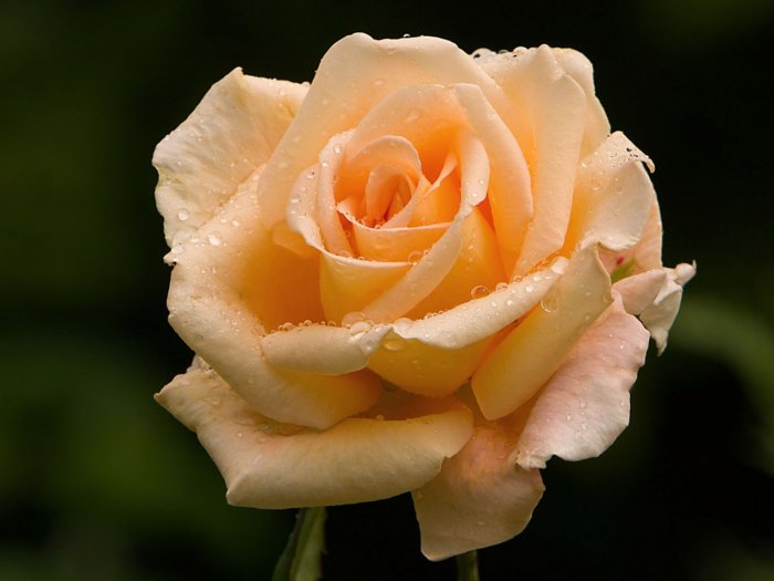 Обои на рабочий стол / HQ Wallpapers Beautiful Flowers