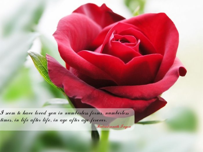 Обои на рабочий стол / HQ Wallpapers Beautiful Flowers