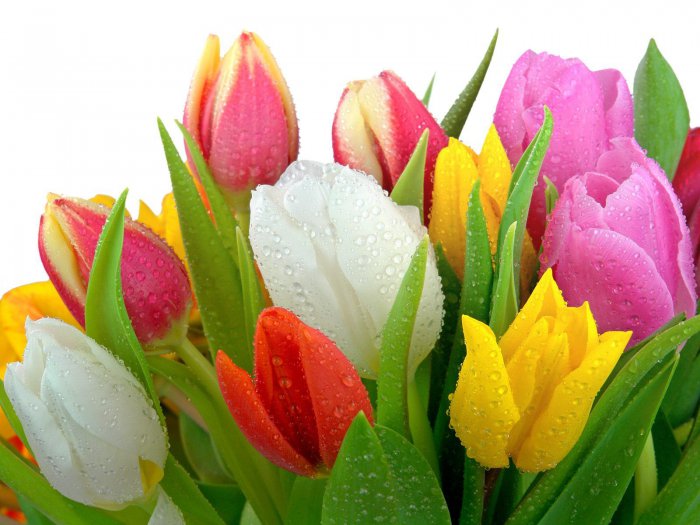 Обои на рабочий стол / HQ Wallpapers Beautiful Flowers