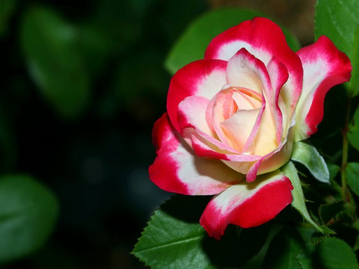Обои на рабочий стол / HQ Wallpapers Beautiful Flowers