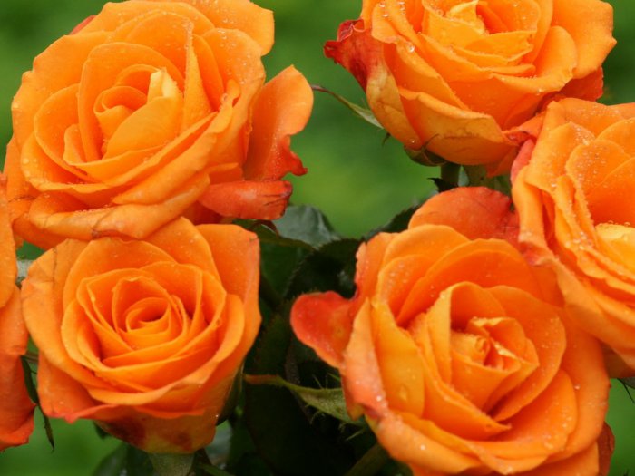 Обои на рабочий стол / HQ Wallpapers Beautiful Flowers