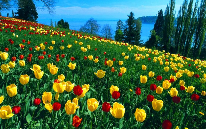 Обои на рабочий стол / HQ Wallpapers Beautiful Flowers