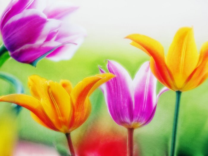 Обои на рабочий стол / HQ Wallpapers Beautiful Flowers