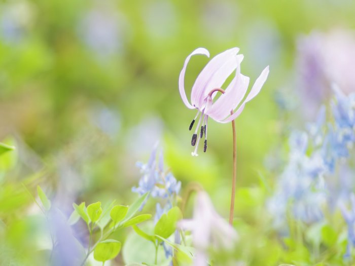 Обои на рабочий стол / HQ Wallpapers Beautiful Flowers