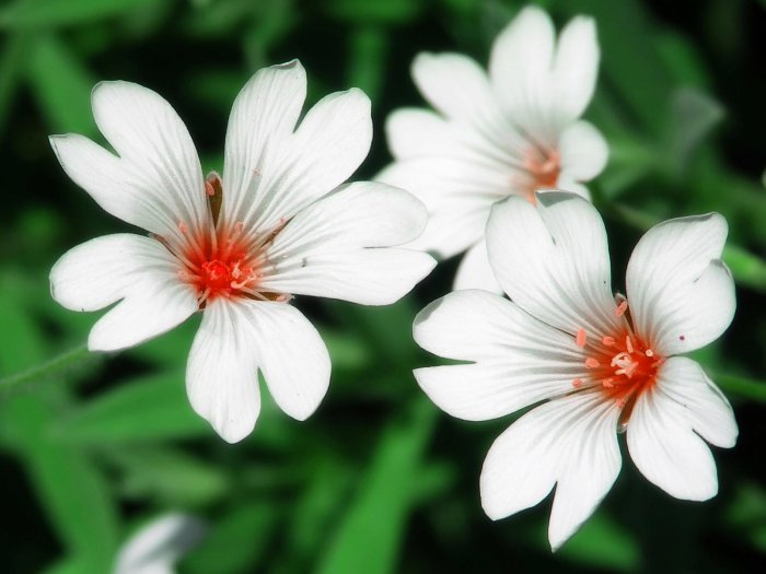 Обои на рабочий стол / HQ Wallpapers Beautiful Flowers