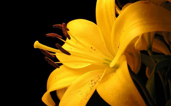 Обои на рабочий стол / HQ Wallpapers Beautiful Flowers