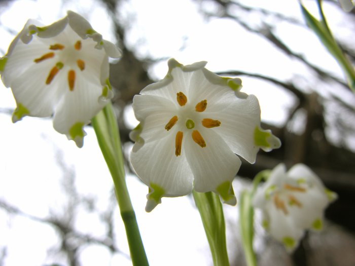 Обои на рабочий стол / HQ Wallpapers Beautiful Flowers