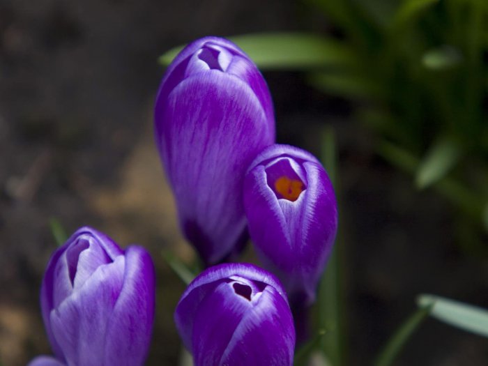 Обои на рабочий стол / HQ Wallpapers Beautiful Flowers