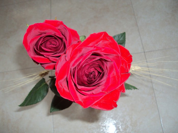 Обои на рабочий стол / HQ Wallpapers Beautiful Flowers