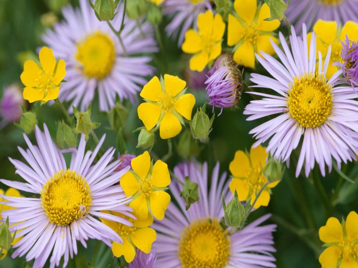 Обои на рабочий стол / HQ Wallpapers Beautiful Flowers