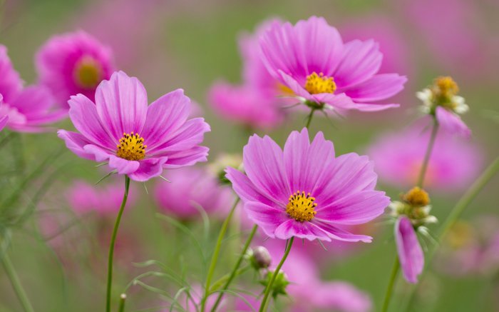 Обои на рабочий стол / Best HD Wallpapers Pack 1146