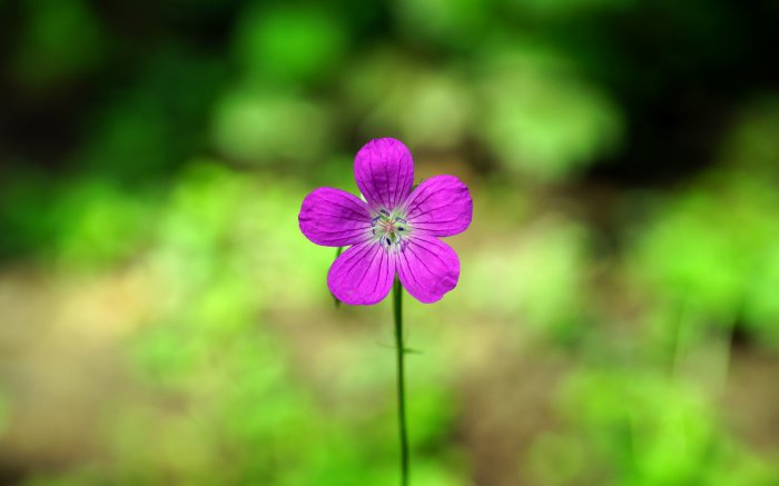 Обои на рабочий стол / Best HD Wallpapers Pack 1146