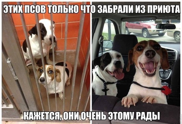 Забавные картинки