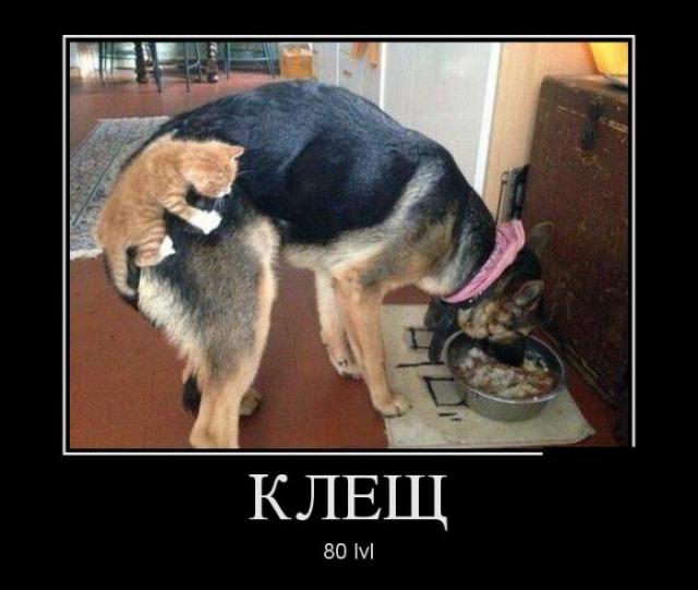 Демотиваторы (30 фото)