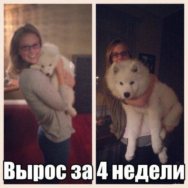 Забавные картинки