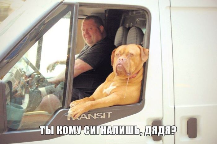 Забавные картинки