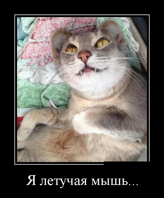 Демотиваторы (30 фото)