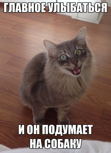 Забавные картинки