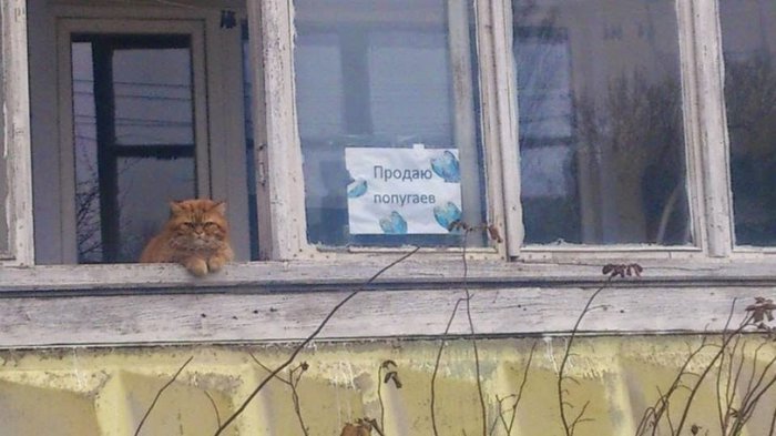 Забавные картинки
