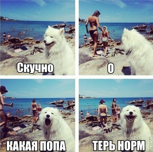 Прикольные картинки (60 фото)