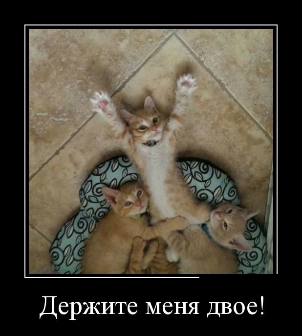 Демотиваторы (30 фото)