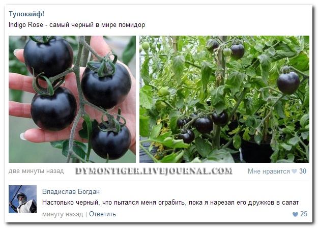 Смешные комментарии из социальных сетей (40 фото)