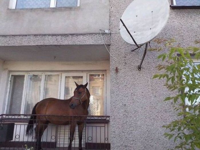 Прикольные картинки (85 фото)
