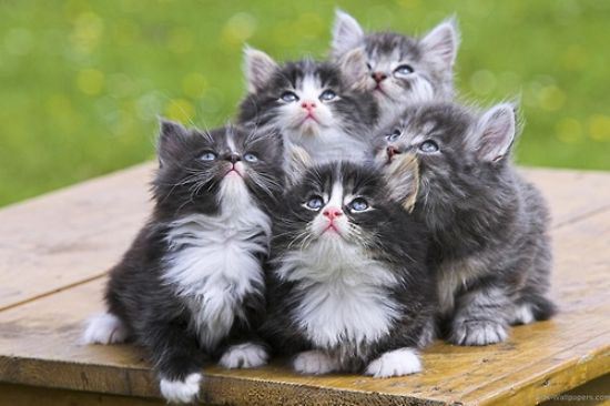 Подборка забавных котэ (39 фото)