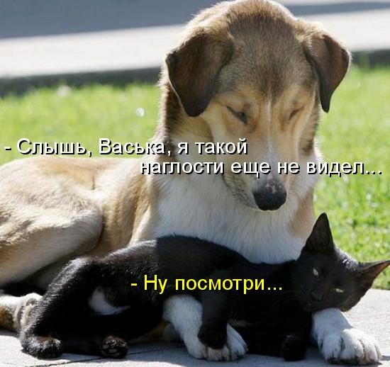 Котики и подписи (23 фото)