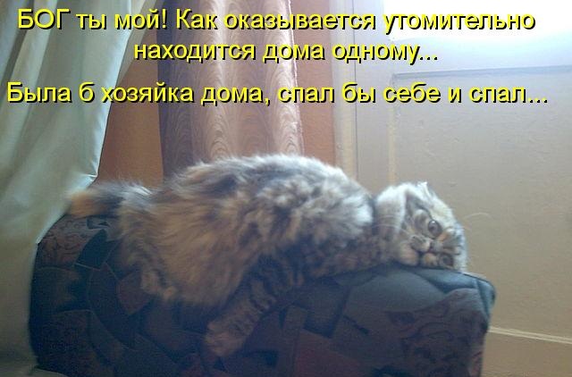 Котики и подписи (23 фото)