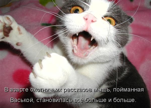 Котики и подписи (23 фото)