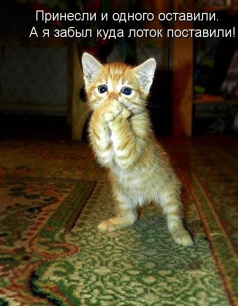 Котики и подписи (23 фото)