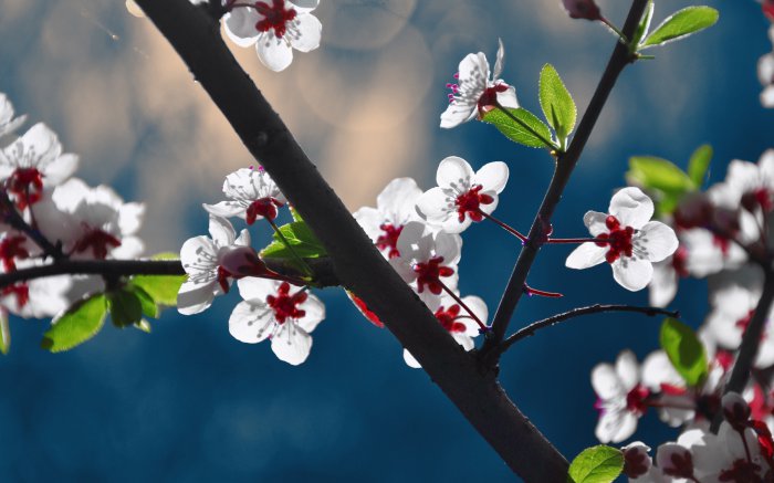 Обои на рабочий стол / Computer Desktop Wallpapers Collection 960