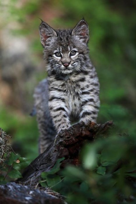 Подборка забавных котэ (39 фото)