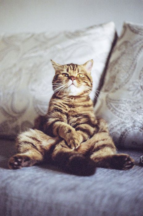 Подборка забавных котэ (39 фото)