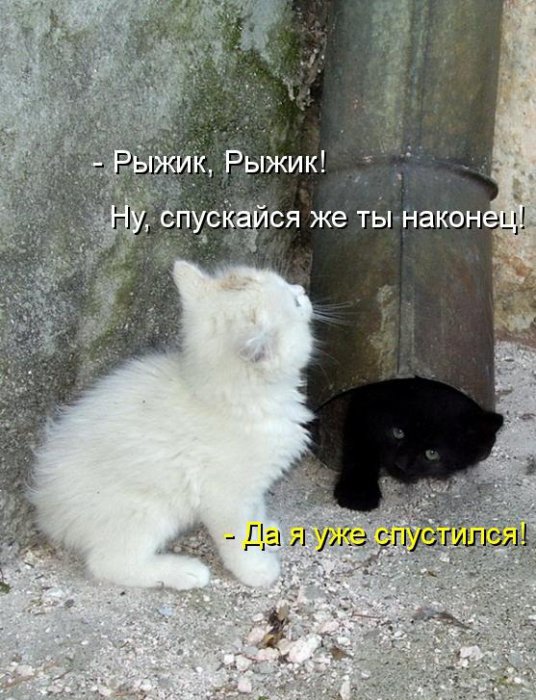 Котики и подписи (23 фото)