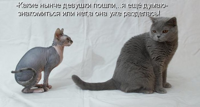 Котики и подписи (23 фото)