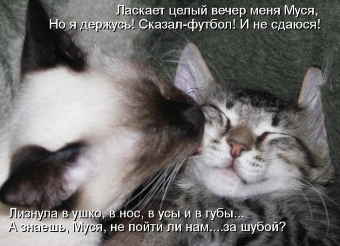 Котики и подписи (23 фото)
