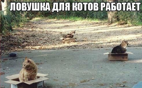 Прикольные картинки (104 фото)