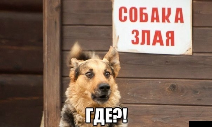 Забавные картинки