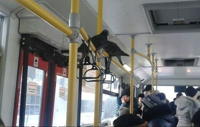 Прикольные картинки (87 фото)