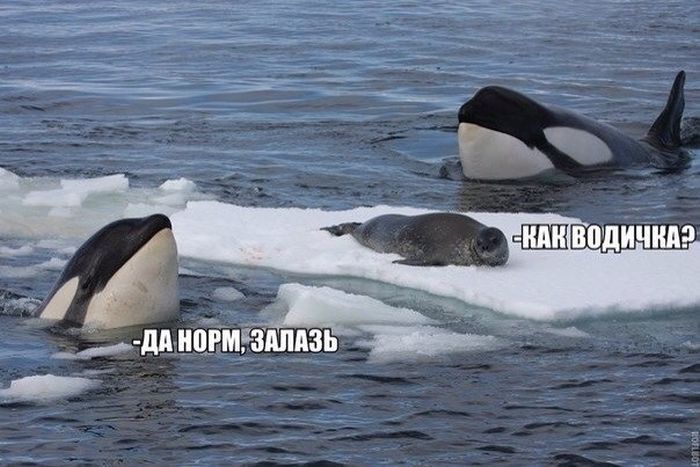 Забавные картинки