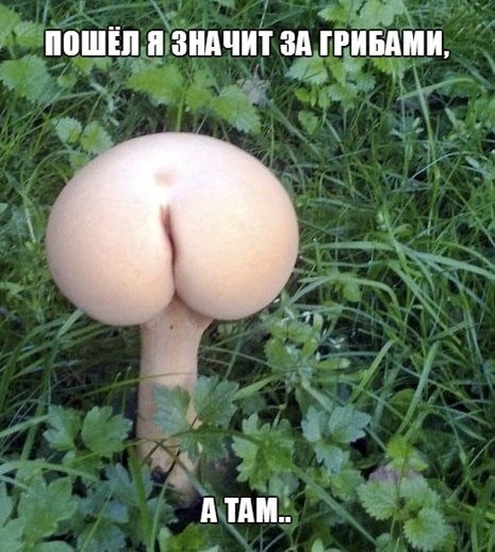 Прикольные картинки (102 фото)