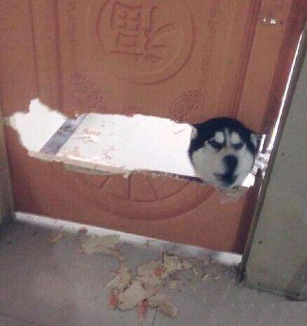Забавные картинки