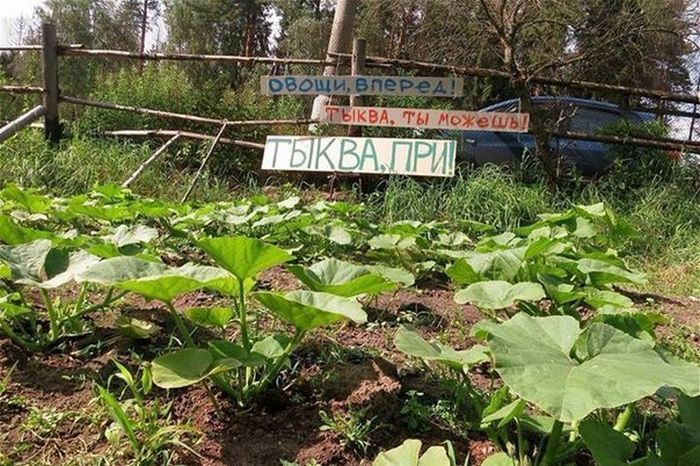 Прикольные картинки (63 фото)