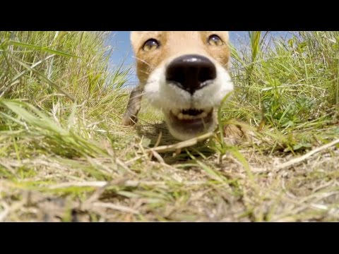 Как лисичка украла и сожрала камеру GoPro