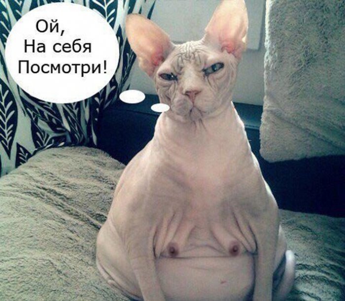 Забавные картинки
