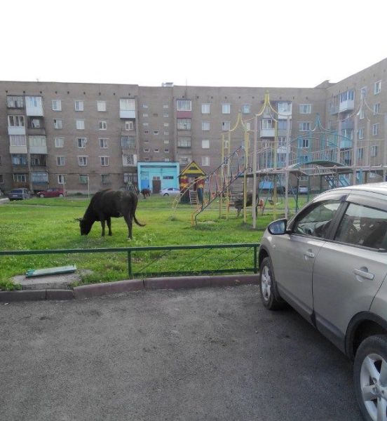 Такое возможно только в России (44 фото)