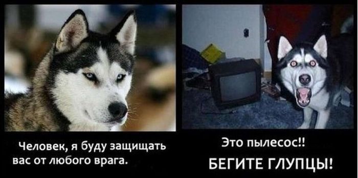 Забавные картинки